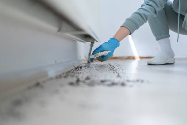 Best Termite Control Services  in Royal Palm Beach, FL